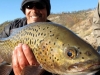 trout-fly-fishing-mongolia