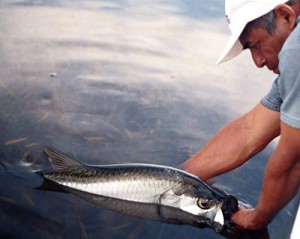 Campeche Tarpon, a fly fishing lodge ion the northern Yucatan that specializes in fly fishing for tarpon.