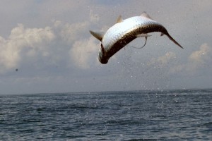 Holbox fly fishing for tarpon