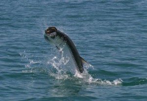 Holbox fly fishing for tarpon