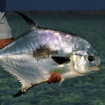 Fly fishing the Bahamas, North Andros, Joulters Cayes