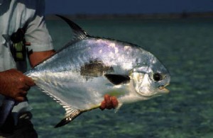 Fly fishing the Bahamas, North Andros, Joulters Cayes