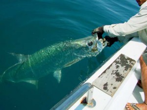 Jungle Tarpon Lodge, Fly fishing costa rica for tarpon