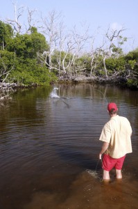 Fly fishing Mexico's Yucatan penisula for Rio Lagartos' baby tarpon.