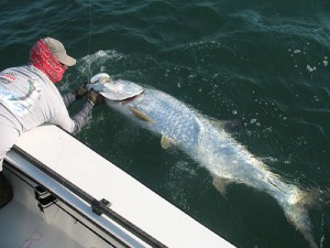 Fly fishing for tarpon in Florida Keys