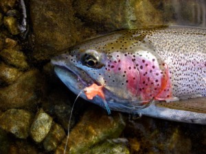 Flyfishing float trips in Alaska's Bristol Bay area fpr Rainbow trout, grayling, char and all 5 species of Pacific salmon