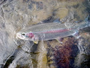 Alaska giant rainbows on egg patterns