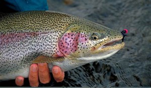 Fly fishing Alaska's Enchanted Lake Lodge for the best rainbow trout fishing in Alaska.