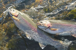 Fly fishing Alaska's Enchanted Lake Lodge for the best rainbow trout fishing in Alaska.