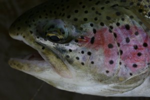 Fly fishing Alaska's Enchanted Lake Lodge for the best rainbow trout fishing in Alaska.