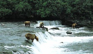 Fly fishing Alaska's Enchanted Lake Lodge for the best rainbow trout fishing in Alaska.