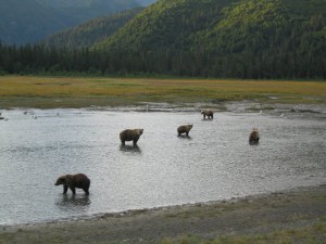 Fly fishing Alaska's Great Alaska Lodge for King Salmon, rainbow trout, bear viewing on the Kenia river and beyond.