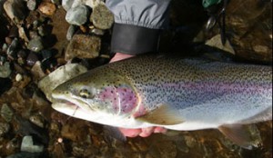 Flyfishing float trips in Alaska's Bristol Bay area fpr Rainbow trout, grayling, char and all 5 species of Pacific salmon