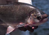 Fly Fishing the amazon ith River plate Outfitters for the best peacock bass fishing in the world.