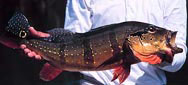 Fly Fishing the amazon with River plate Outfitters for the best peacock bass fishing in the world.