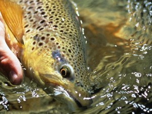 Deep in the heart of Chile's Patagonia region are hundredss of miles af spring creeks filled with big trout all within easy reach of Cinco Rios Lodge.