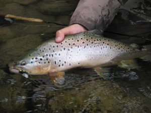 Trout fishing in Chile at El Patagon Lodge, fly fishing heaven.