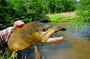 Fly fishing Chile's Estancia del Zorro for Patagonia's large brown trout 