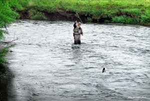 Kamchatka' Sedanka Spring Creek  dry fly fishing for huge rainbows