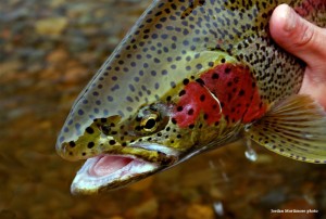 Kamchatka dry fly fishing for huge rainbows