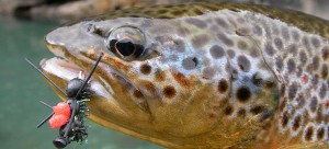 Paloma River Lodge - Fly FIshing for brown trout ifrom this small lodge in Southern Chile