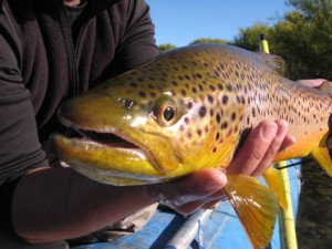 Fly Fishing the Patagonia region in Argentina for brown and rainbow trout