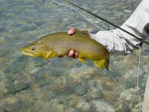 Fly fishing for  brown trout at the Yan Kee Way lodge in Southern Chile