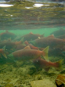 Alaska Float trips