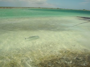 Fly Fishing for bonefish and trevally on Christmas Island at The Captain Cook Hotel