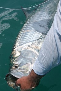Fly Fishing for permit at Belcampo in southern Belize, fly fishing for permit at it's best!