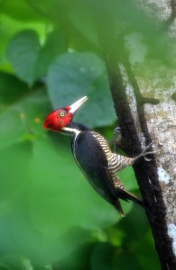 Fly Fishing for permit at Belcampo in southern Belize, fly fishing for permit at it's best!