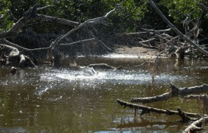 Fly Fishing for tarpon at Rio LAgartos in northern Yucatan, Mexico. Fly fishing for baby tarpon at it's best!