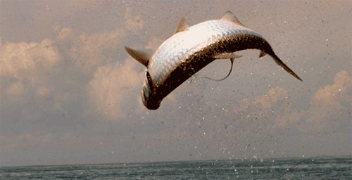 Florida Tarpon Jump